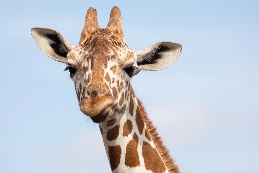 Giraffe Riddle
