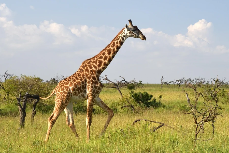 Giraffe Riddle