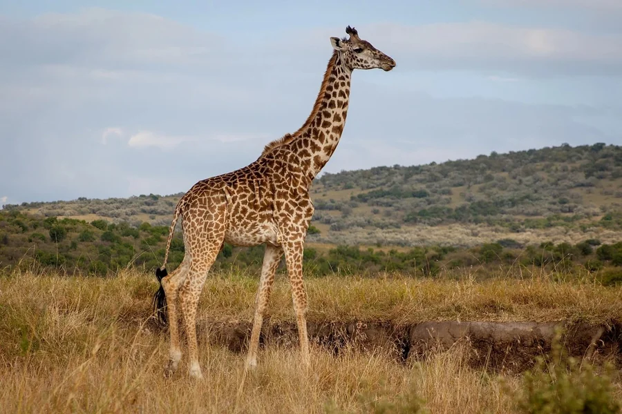 Giraffe Riddle1