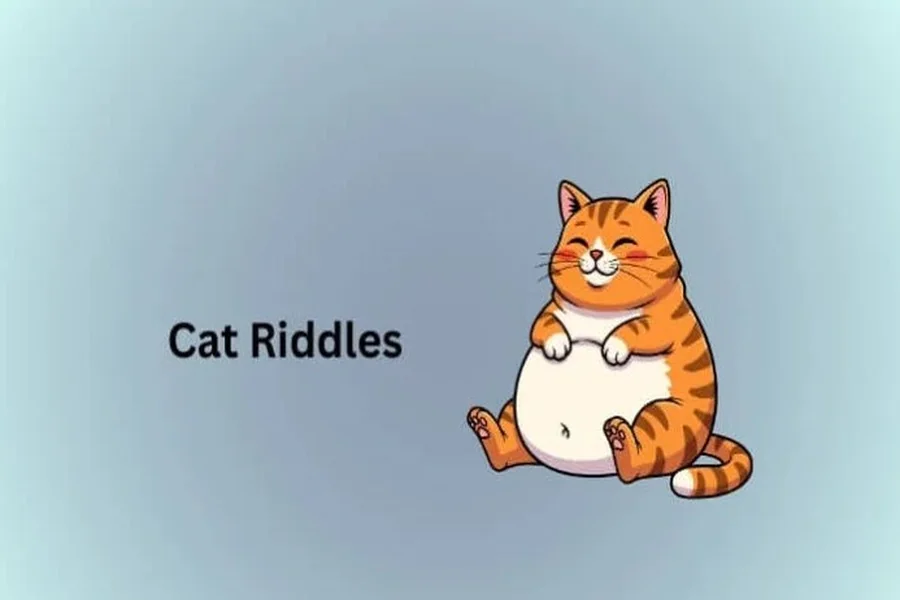 Cat Riddles