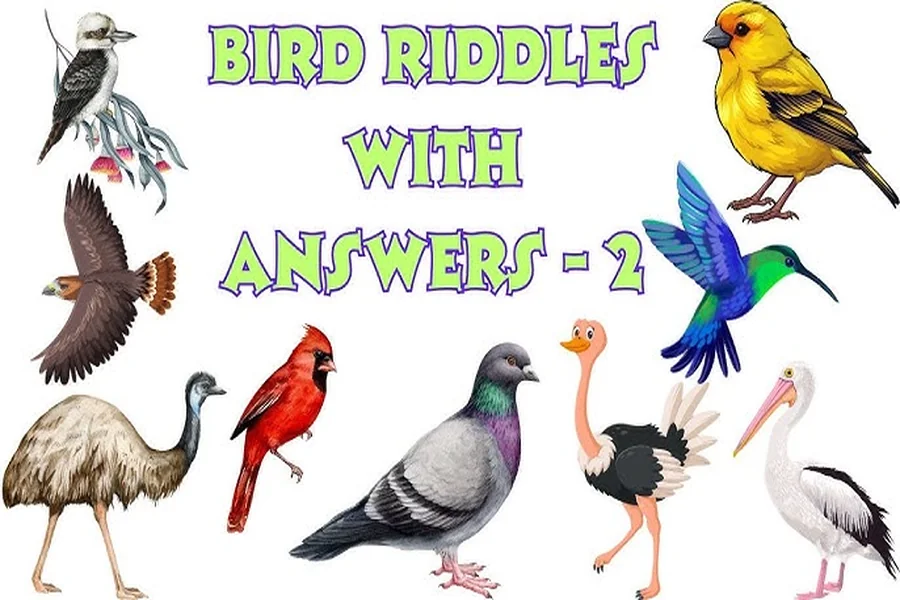 Bird Riddles With Answers