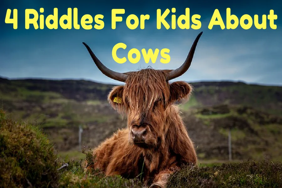 Cow Riddle