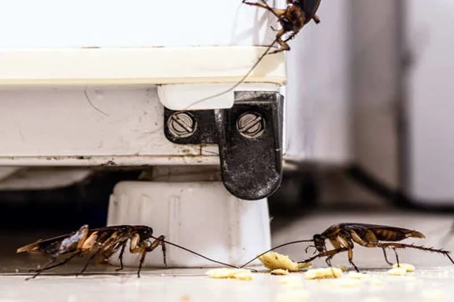 Pest Problems Homeowners